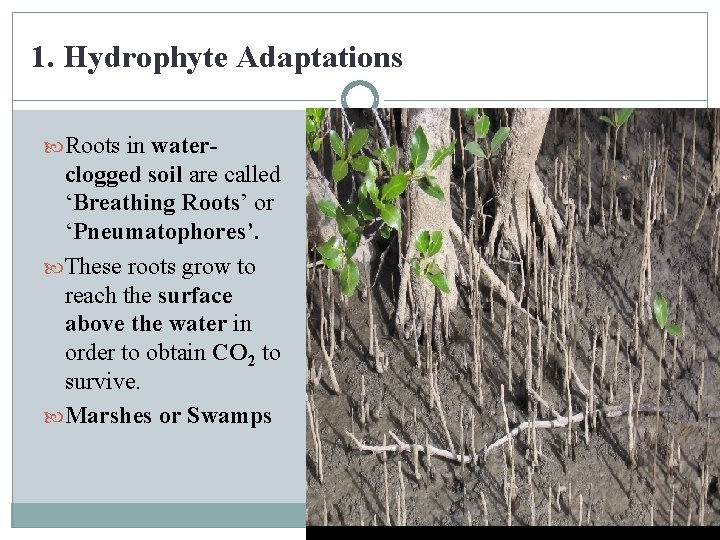 1. Hydrophyte Adaptations Roots in water- clogged soil are called ‘Breathing Roots’ or ‘Pneumatophores’.
