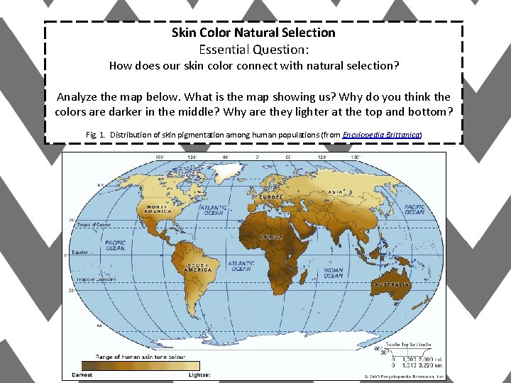 Skin Color Natural Selection Essential Question: How does our skin color connect with natural