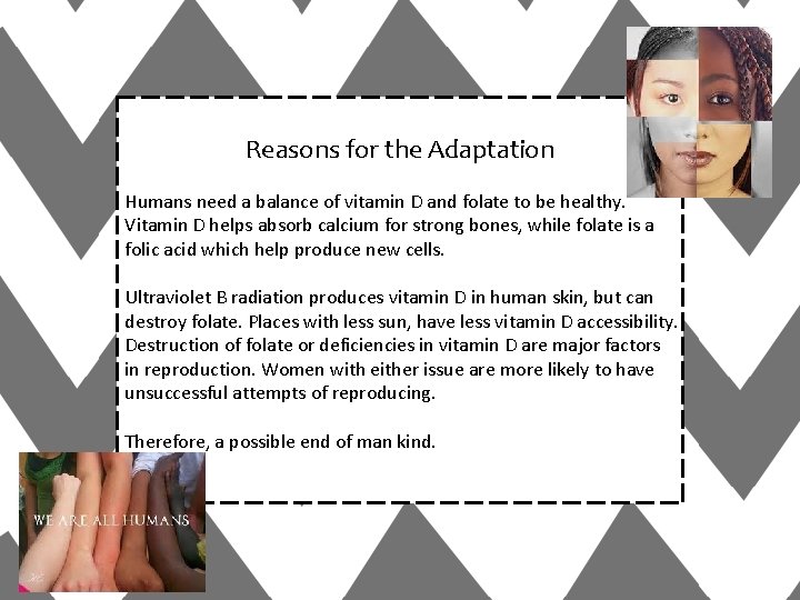 Reasons for the Adaptation Humans need a balance of vitamin D and folate to