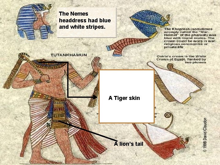 The Nemes headdress had blue and white stripes. Tigers A Tiger skins A lion’s