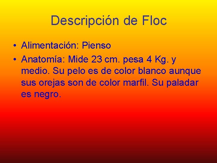 Descripción de Floc • Alimentación: Pienso • Anatomía: Mide 23 cm. pesa 4 Kg.