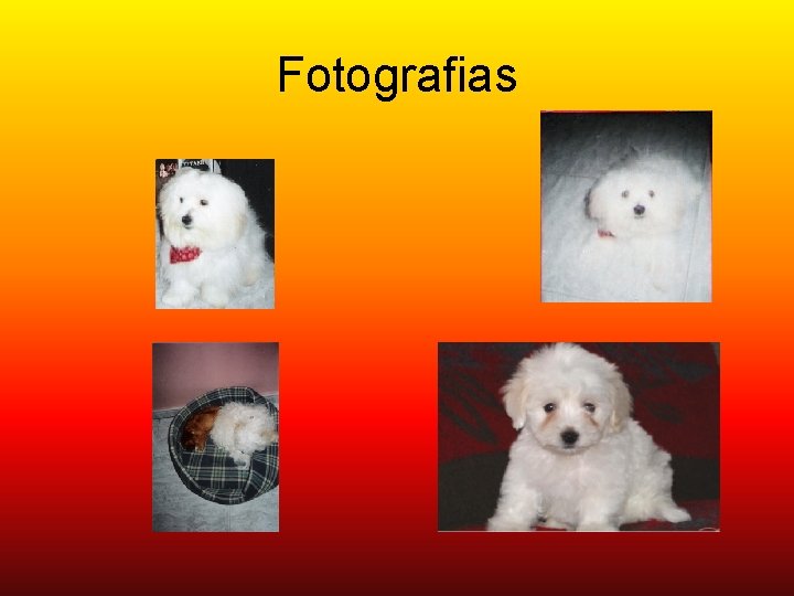 Fotografias 