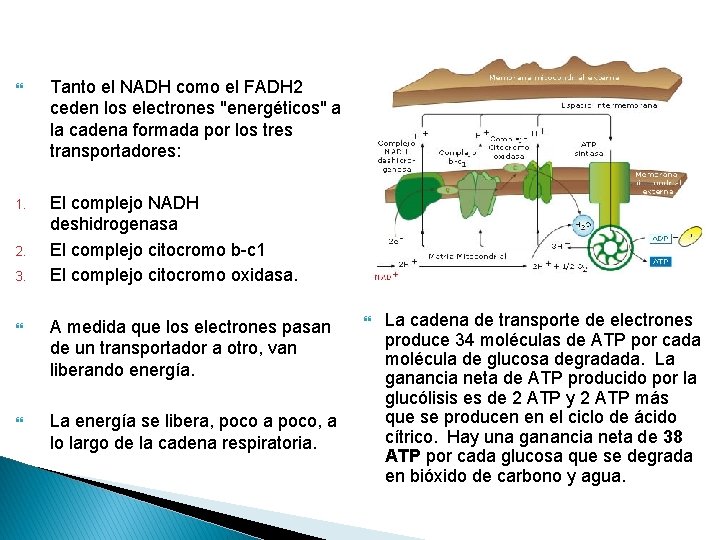  Tanto el NADH como el FADH 2 ceden los electrones "energéticos" a la