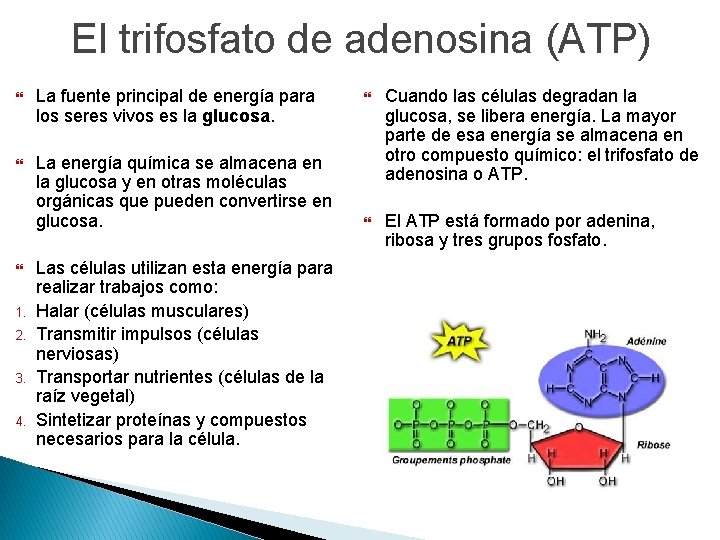 El trifosfato de adenosina (ATP) La fuente principal de energía para los seres vivos