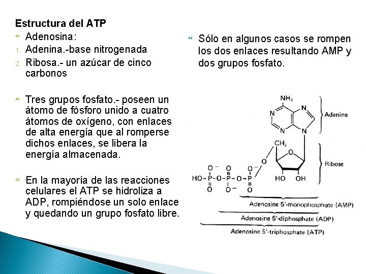 Estructura del ATP Adenosina: 1. Adenina. -base nitrogenada 2. Ribosa. - un azúcar de