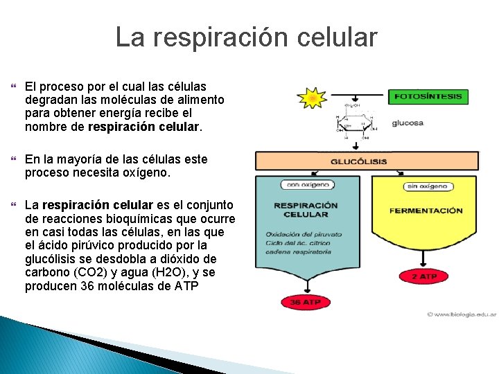 La respiración celular El proceso por el cual las células degradan las moléculas de