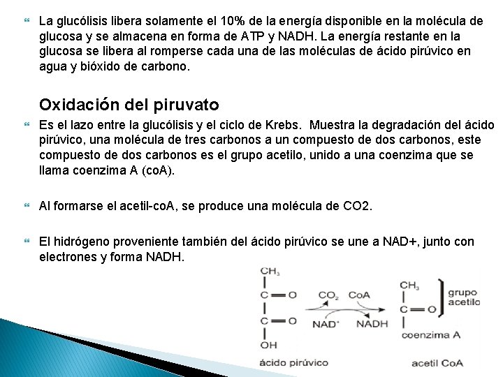  La glucólisis libera solamente el 10% de la energía disponible en la molécula