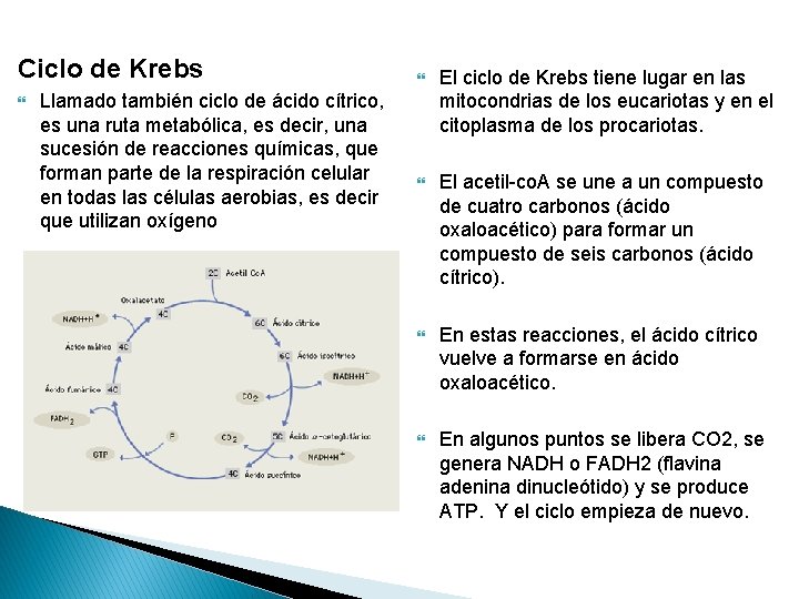 Ciclo de Krebs Llamado también ciclo de ácido cítrico, es una ruta metabólica, es