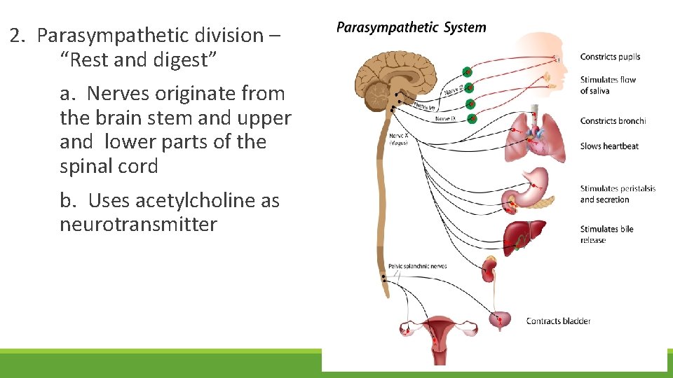 2. Parasympathetic division – “Rest and digest” a. Nerves originate from the brain stem
