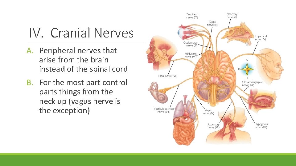 IV. Cranial Nerves A. Peripheral nerves that arise from the brain instead of the