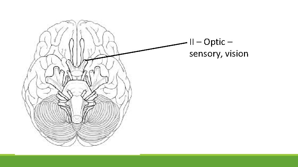 II – Optic – sensory, vision 