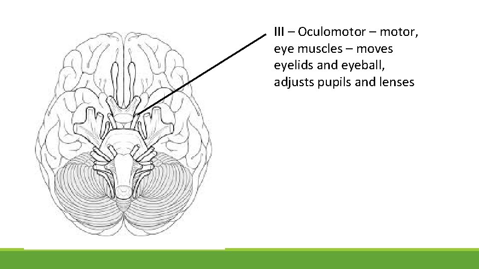 III – Oculomotor – motor, eye muscles – moves eyelids and eyeball, adjusts pupils