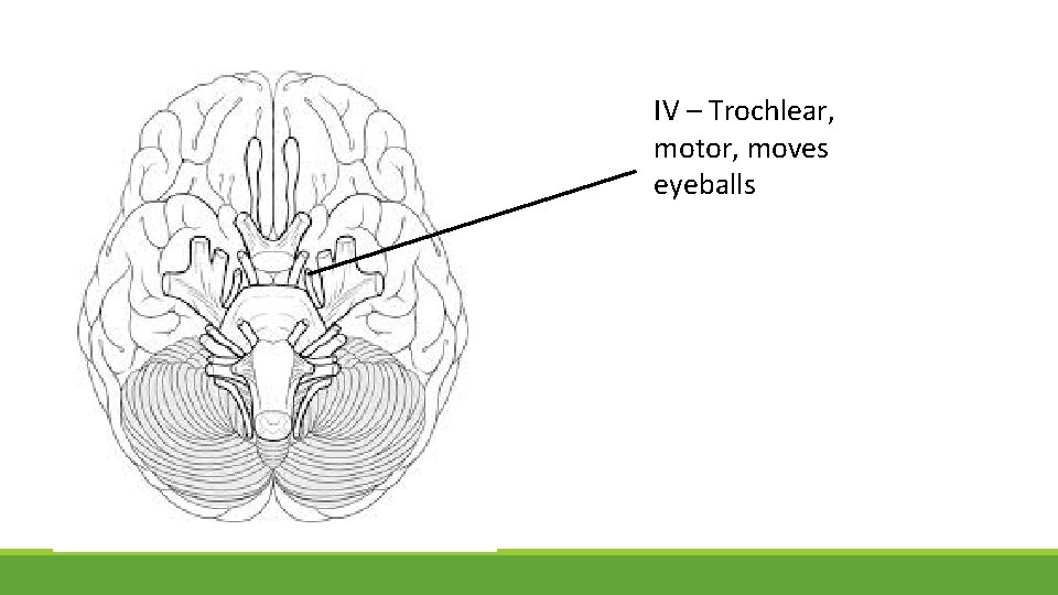 IV – Trochlear, motor, moves eyeballs 