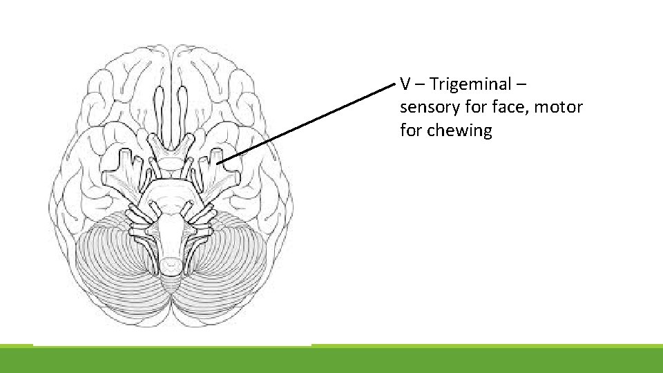 V – Trigeminal – sensory for face, motor for chewing 
