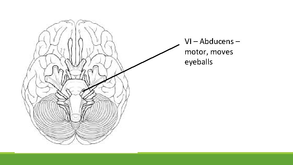 VI – Abducens – motor, moves eyeballs 