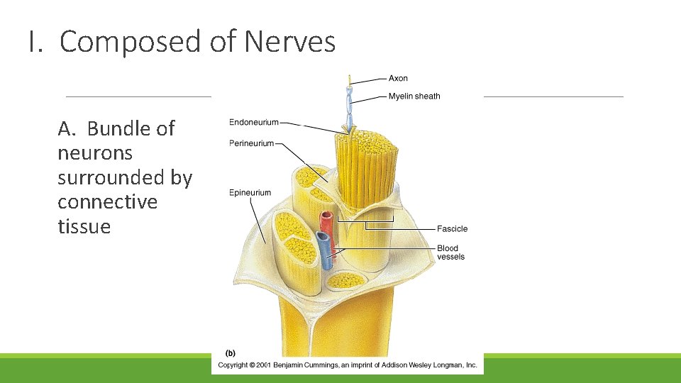 I. Composed of Nerves A. Bundle of neurons surrounded by connective tissue 