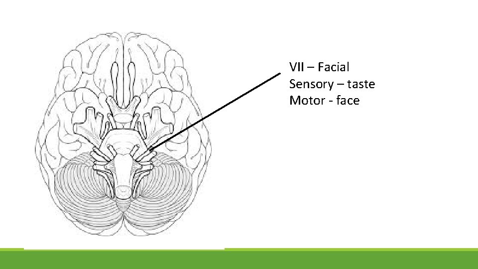 VII – Facial Sensory – taste Motor - face 