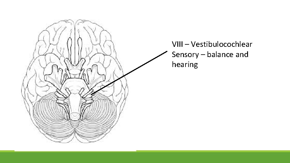 VIII – Vestibulocochlear Sensory – balance and hearing 