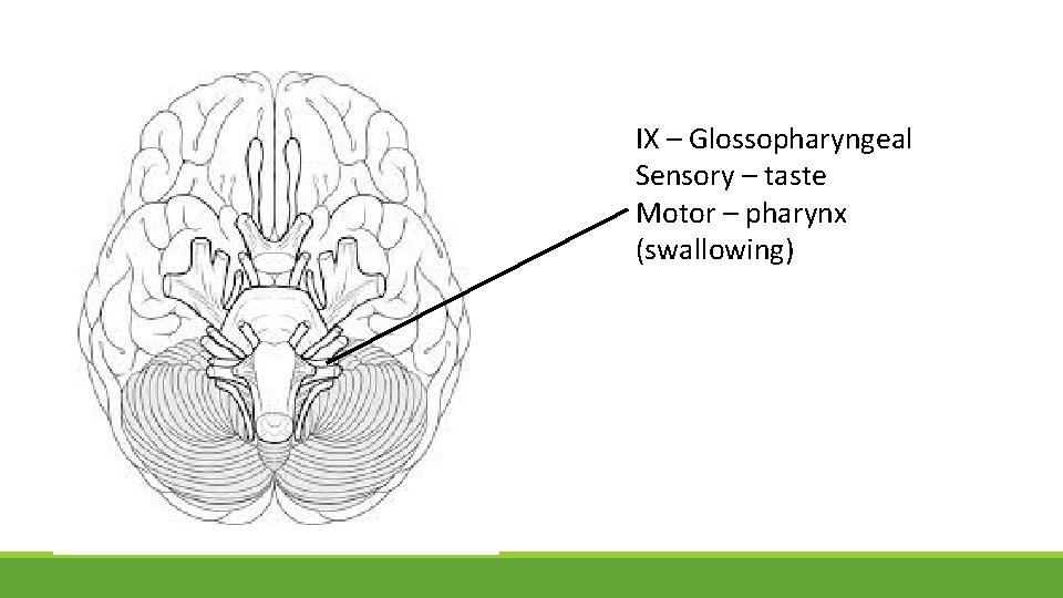 IX – Glossopharyngeal Sensory – taste Motor – pharynx (swallowing) 