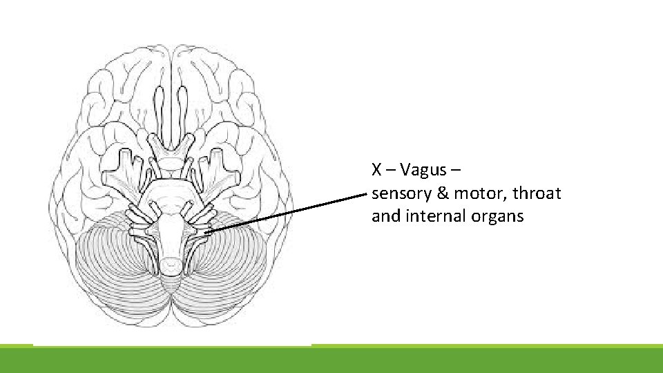 X – Vagus – sensory & motor, throat and internal organs 