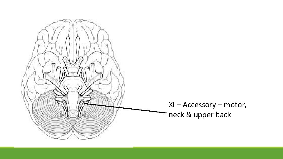 XI – Accessory – motor, neck & upper back 