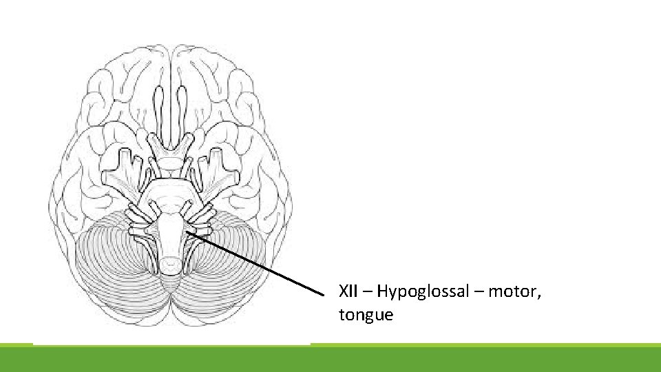 XII – Hypoglossal – motor, tongue 