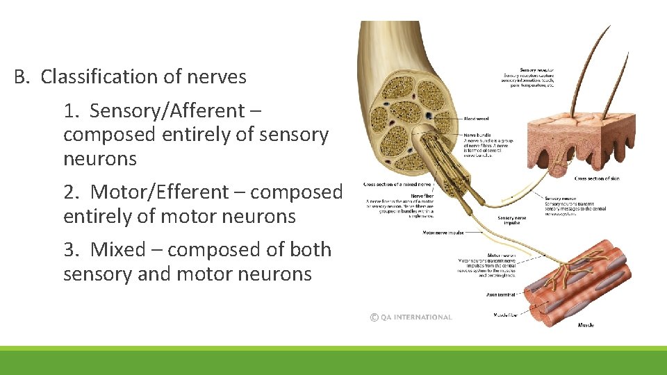 B. Classification of nerves 1. Sensory/Afferent – composed entirely of sensory neurons 2. Motor/Efferent