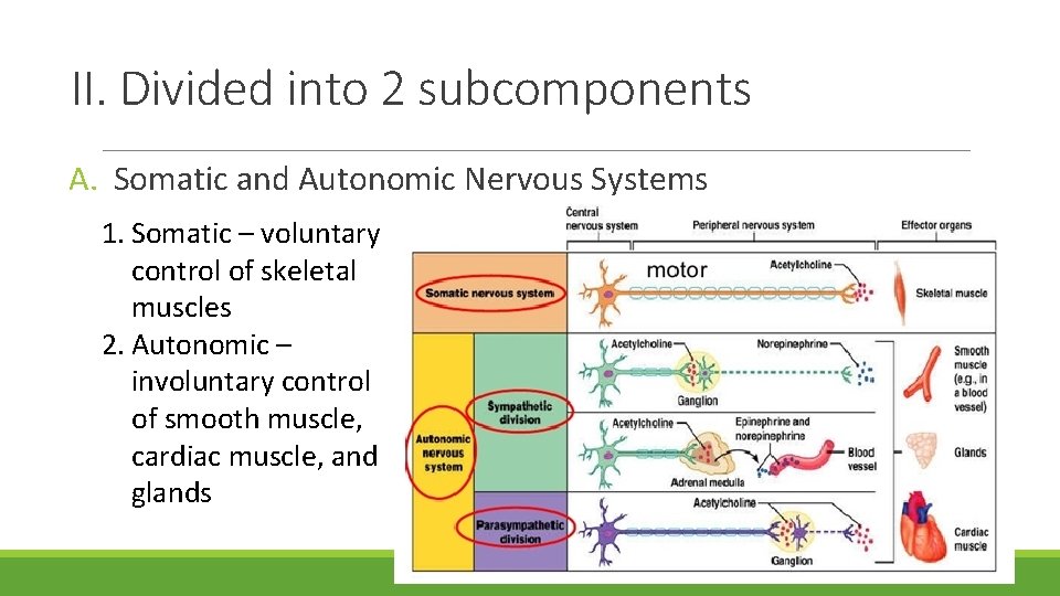 II. Divided into 2 subcomponents A. Somatic and Autonomic Nervous Systems 1. Somatic –