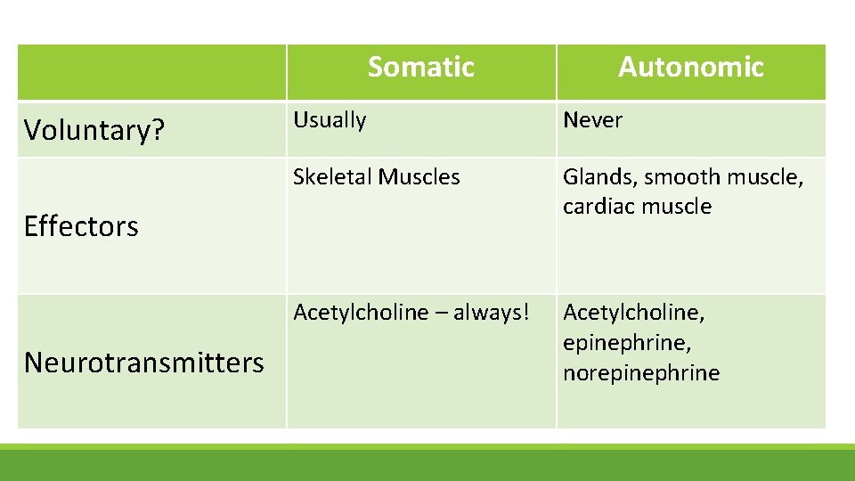 Somatic Voluntary? Usually Never Skeletal Muscles Glands, smooth muscle, cardiac muscle Acetylcholine – always!