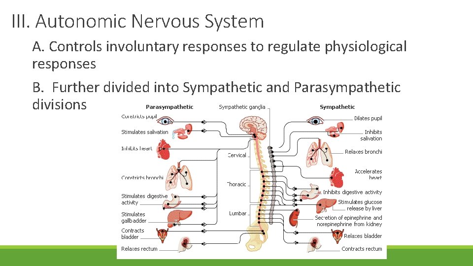 III. Autonomic Nervous System A. Controls involuntary responses to regulate physiological responses B. Further