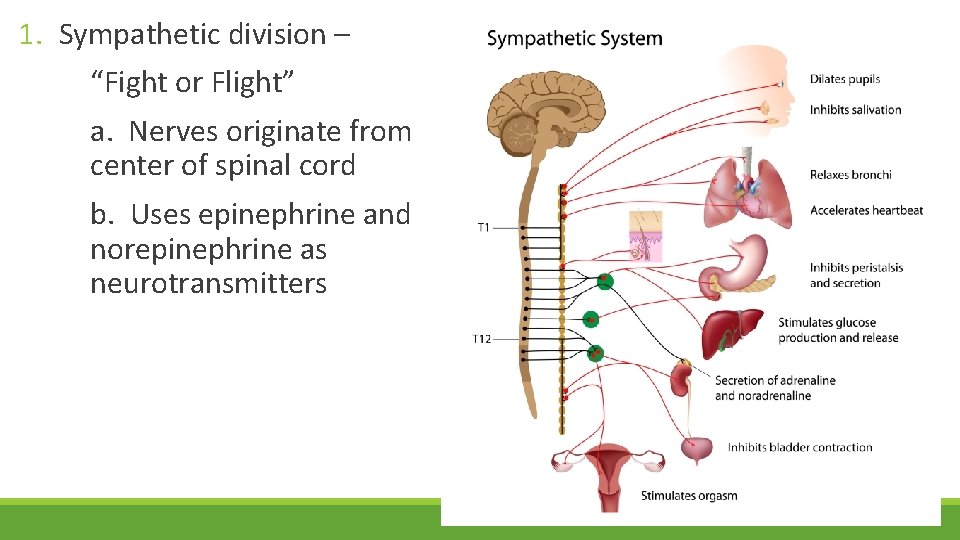 1. Sympathetic division – “Fight or Flight” a. Nerves originate from center of spinal