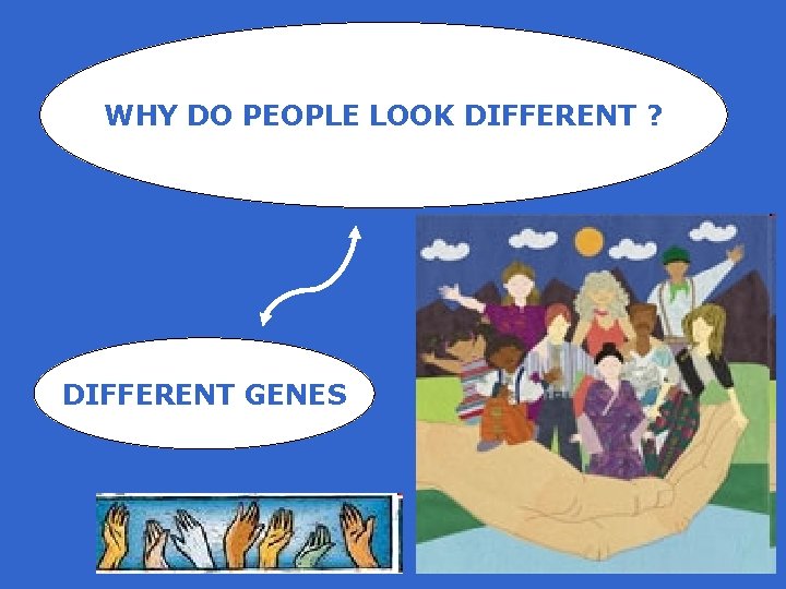 WHY DO PEOPLE LOOK DIFFERENT ? DIFFERENT GENES 