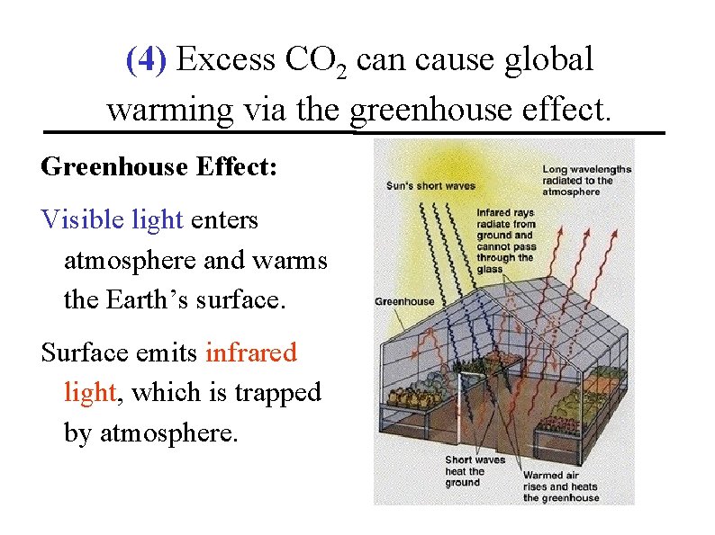 (4) Excess CO 2 can cause global warming via the greenhouse effect. Greenhouse Effect: