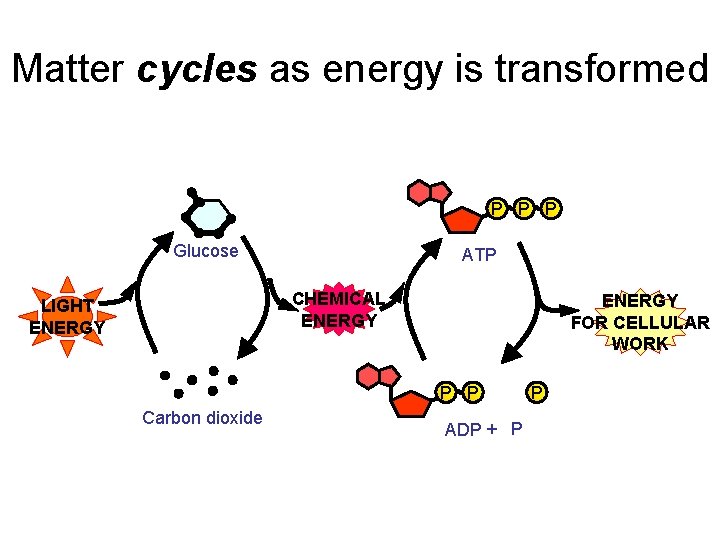 Matter cycles as energy is transformed P P P Glucose ATP CHEMICAL ENERGY LIGHT