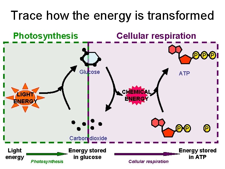 Trace how the energy is transformed Photosynthesis Cellular respiration P P P Glucose ATP