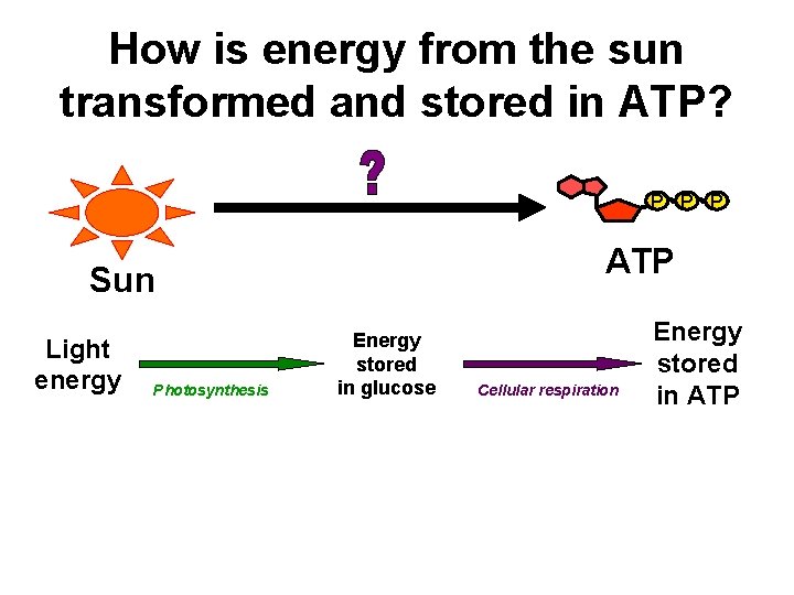 How is energy from the sun transformed and stored in ATP? P P P