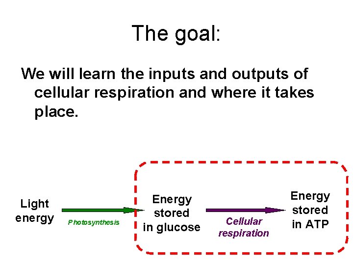 The goal: We will learn the inputs and outputs of cellular respiration and where