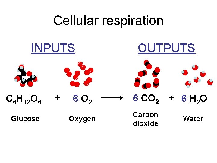 Cellular respiration INPUTS OUTPUTS C 6 H 12 O 6 6 O 2 6