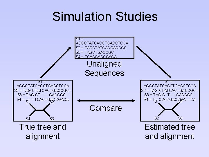 Simulation Studies S 1 = AGGCTATCACCTGACCTCCA S 2 = TAGCTATCACGACCGC S 3 = TAGCTGACCGC