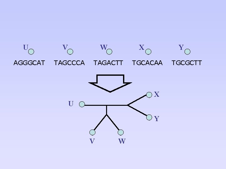 U AGGGCAT V W TAGCCCA X TAGACTT Y TGCACAA X U Y V W