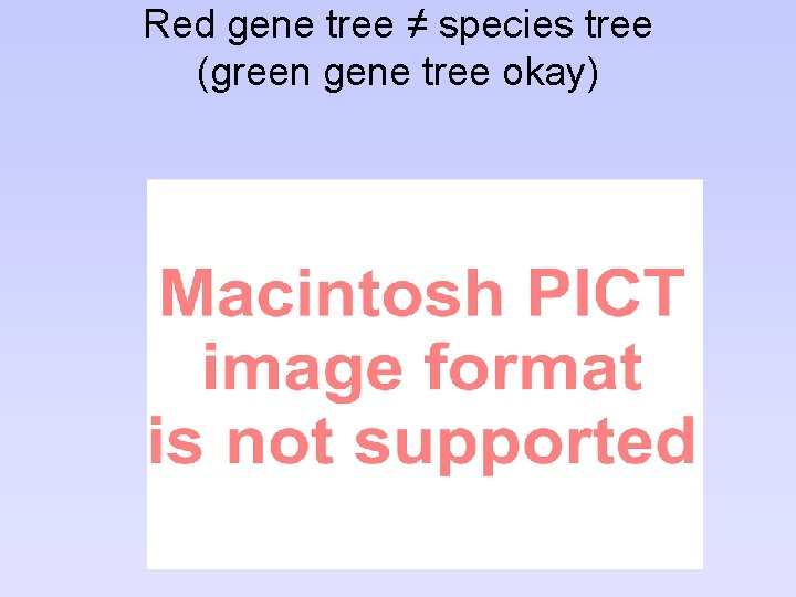 Red gene tree ≠ species tree (green gene tree okay) 