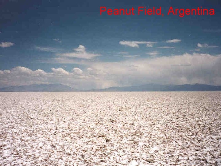 Peanut Field, Argentina 