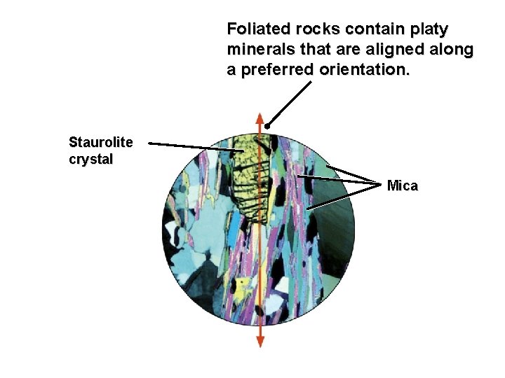 Foliated rocks contain platy minerals that are aligned along a preferred orientation. Staurolite crystal