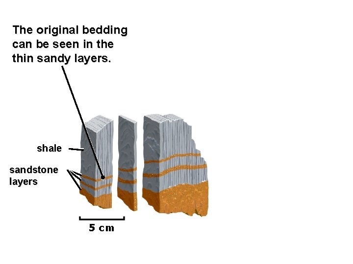 The original bedding can be seen in the thin sandy layers. shale sandstone layers