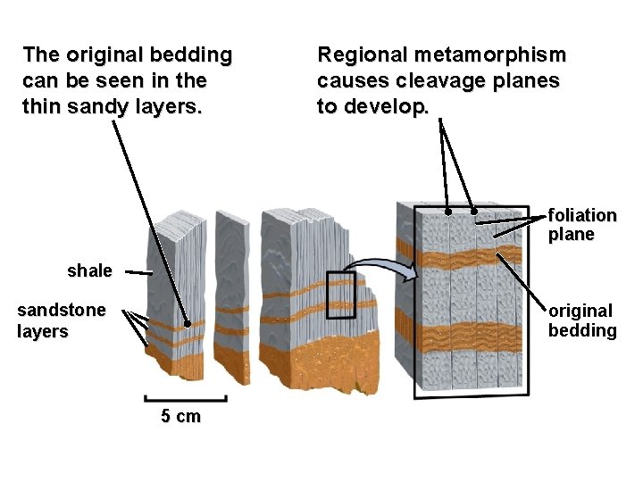 The original bedding can be seen in the thin sandy layers. Regional metamorphism causes