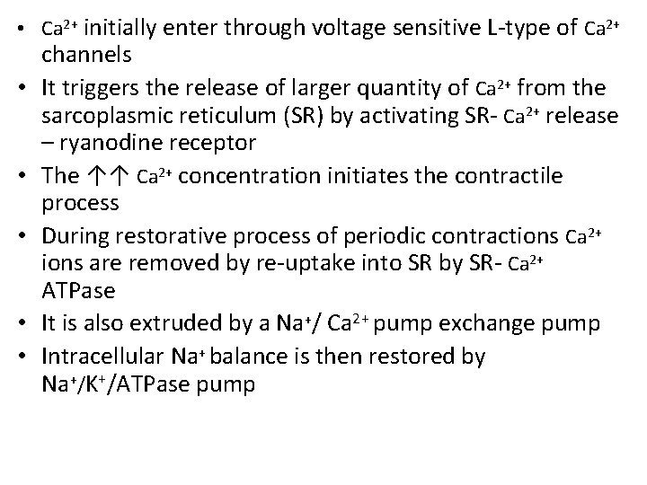  • Ca 2+ initially enter through voltage sensitive L-type of Ca 2+ •