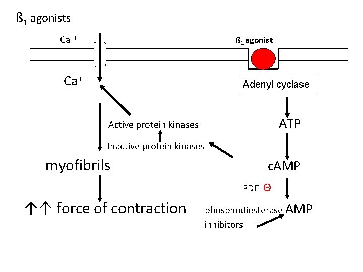 ß 1 agonists Ca++ ß 1 agonist Ca++ Adenyl cyclase ATP Active protein kinases