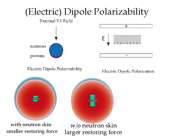 (Electric) Dipole Polarizability with neutron skin smaller restoring force w/o neutron skin larger restoring