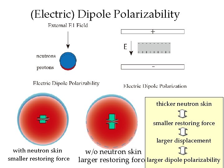 (Electric) Dipole Polarizability thicker neutron skin smaller restoring force larger displacement with neutron skin