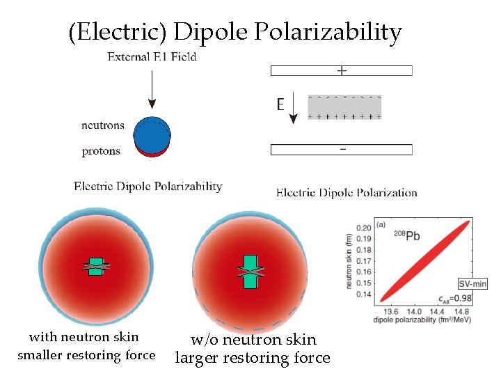 (Electric) Dipole Polarizability with neutron skin smaller restoring force w/o neutron skin larger restoring